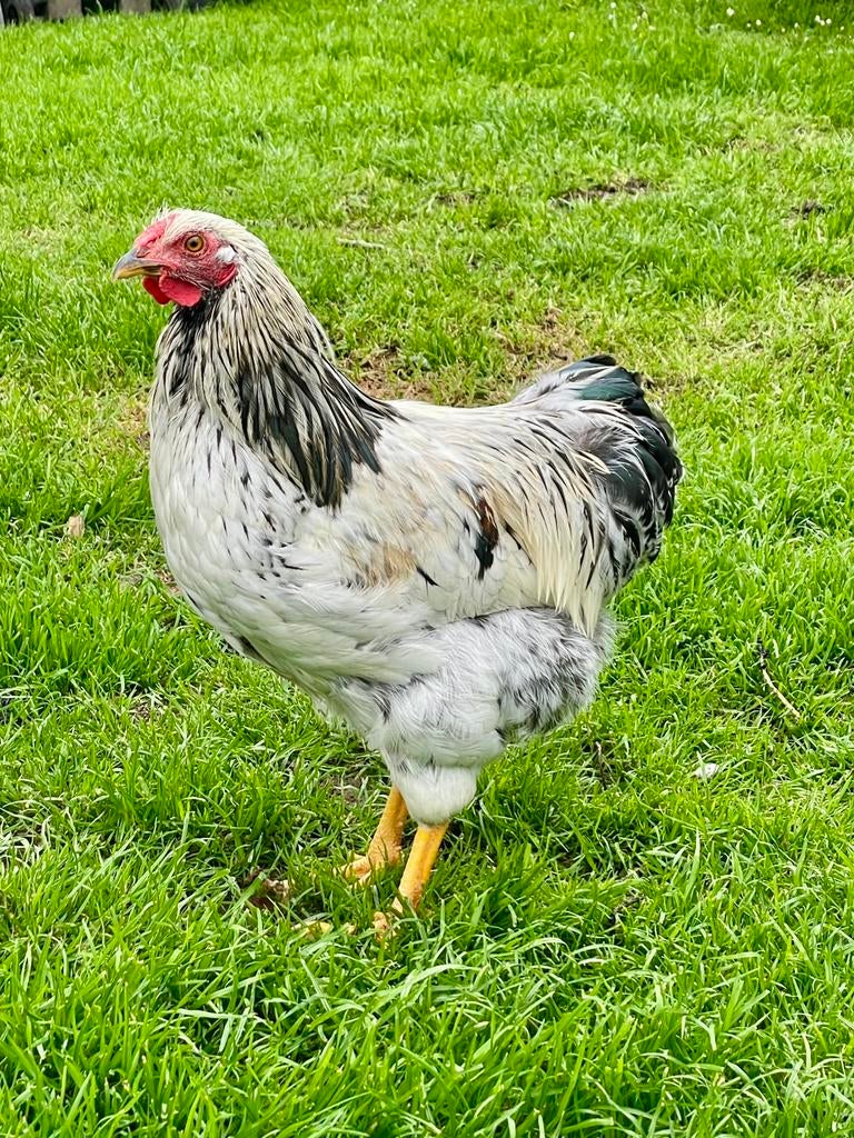 Lieve Wyandotte kriel haan, Dieren en Toebehoren, Pluimvee, Mannelijk, Kip