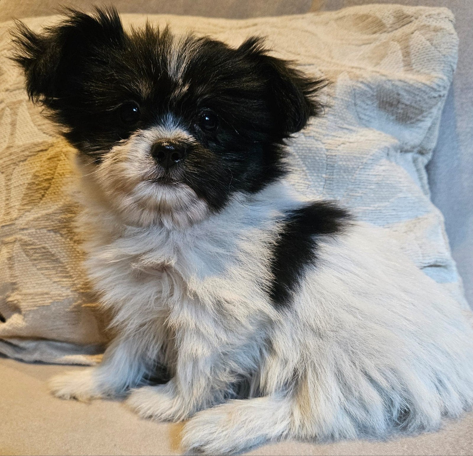 Ontzettend Lief nestje Boomer pups!️❤️, Dieren en Toebehoren, Honden | Chihuahua's en Gezelschapshonden, Parvo, Overige rassen