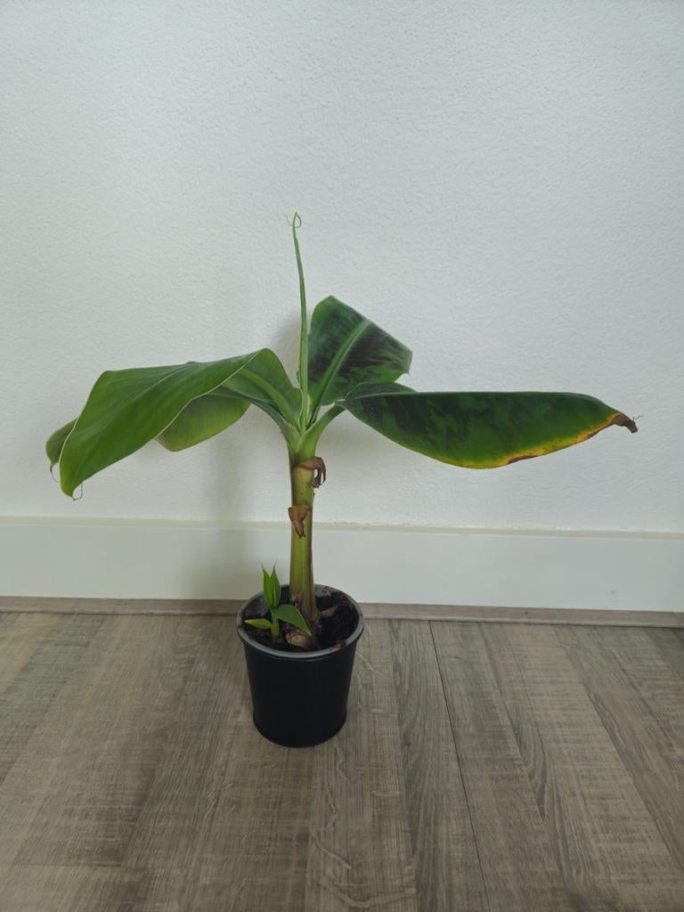 Musa Dwarf Cavendish - bananenplant, Ophalen of Verzenden, Halfschaduw, Minder dan 100 cm