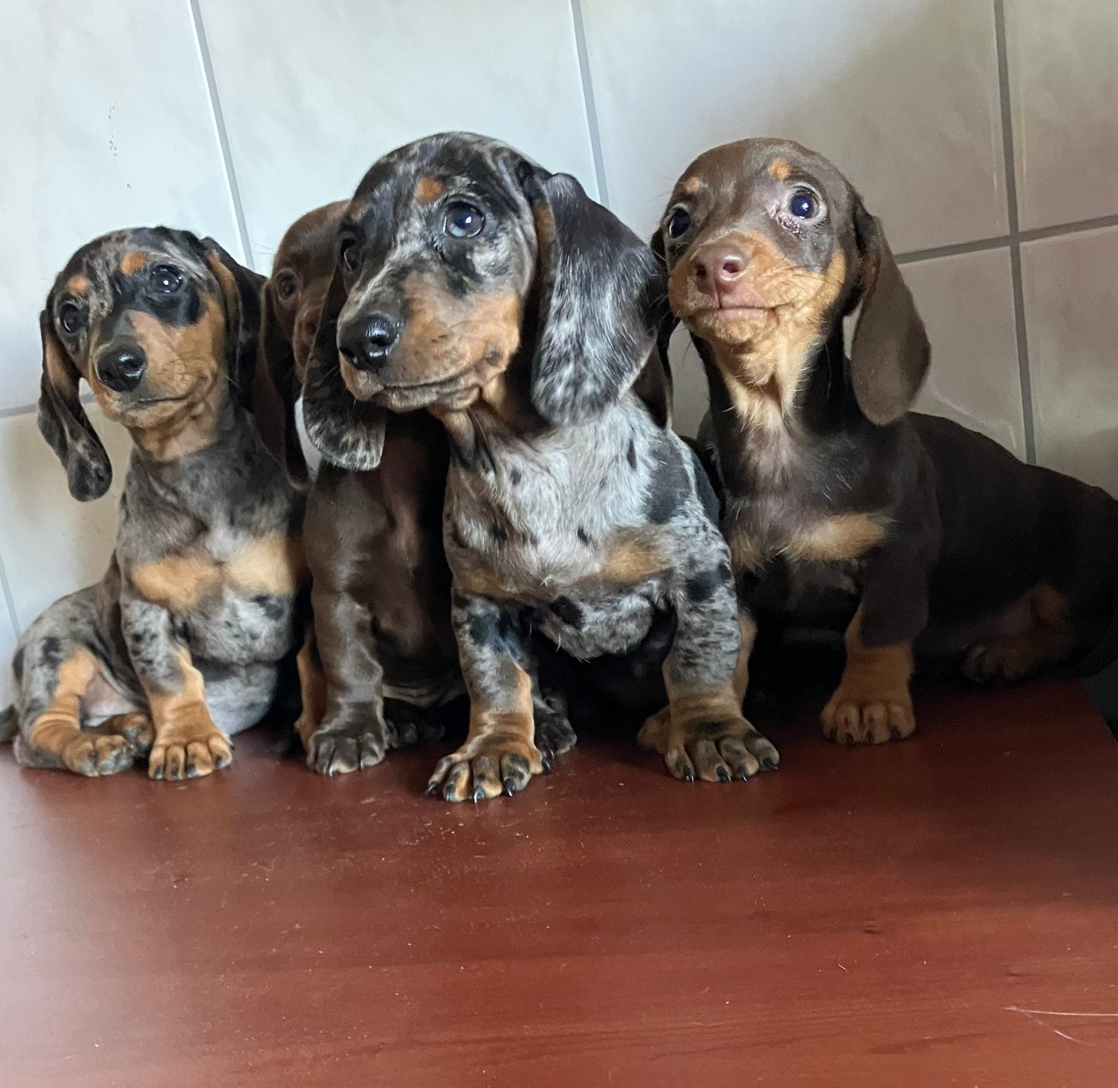 Teckel pups, Dieren en Toebehoren, CDV (hondenziekte), 8 tot 15 weken, Korthaar, Dwerg
