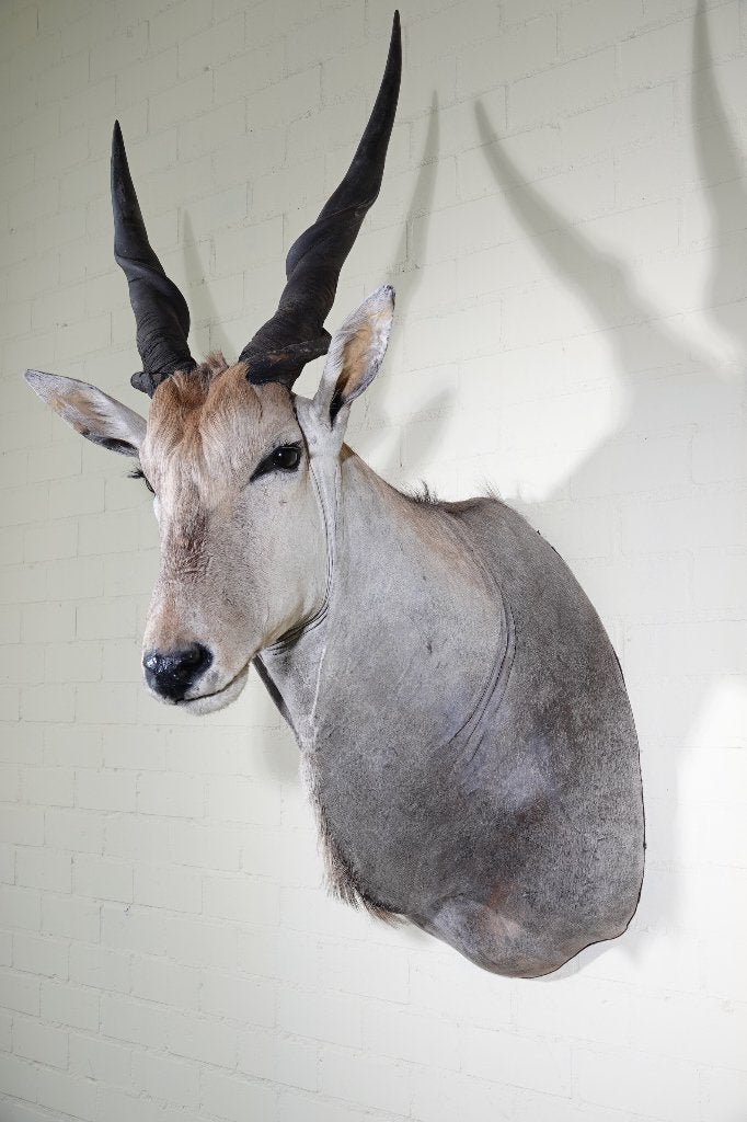 eland antilope taxidermy opgezette  diverse in voorraad, Ophalen, Zo goed als nieuw, Hert, Gewei of Kop