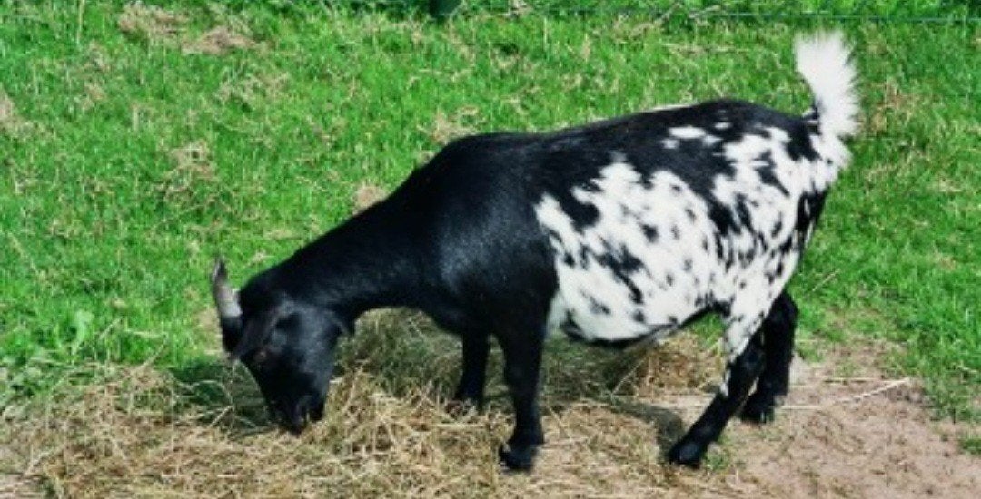 GEZOCHT!! geiten, Dieren en Toebehoren, Meerdere dieren, Geit, 0 tot 2 jaar