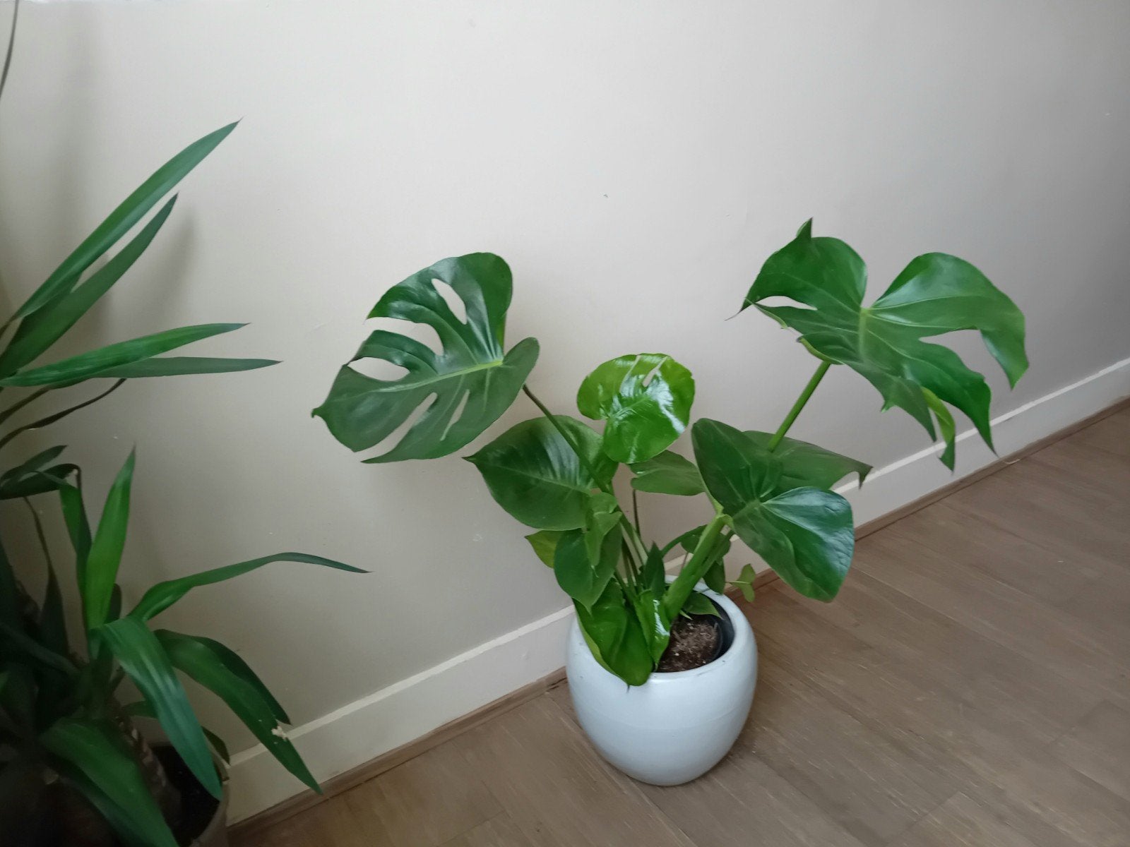 Kamerplant 80cm monstera   evt sierpot +€10, Ophalen, Overige soorten, Halfschaduw, In pot