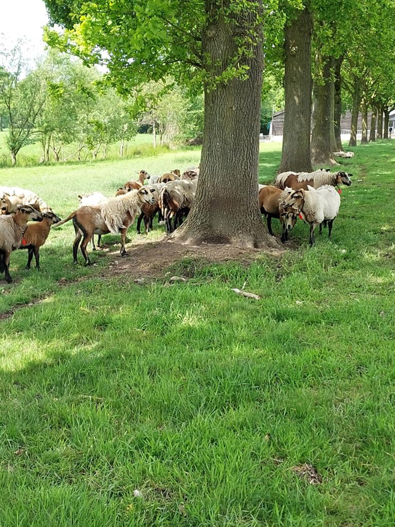 Maasduinen ram lammeren en ooien, Vrouwelijk, Schaap