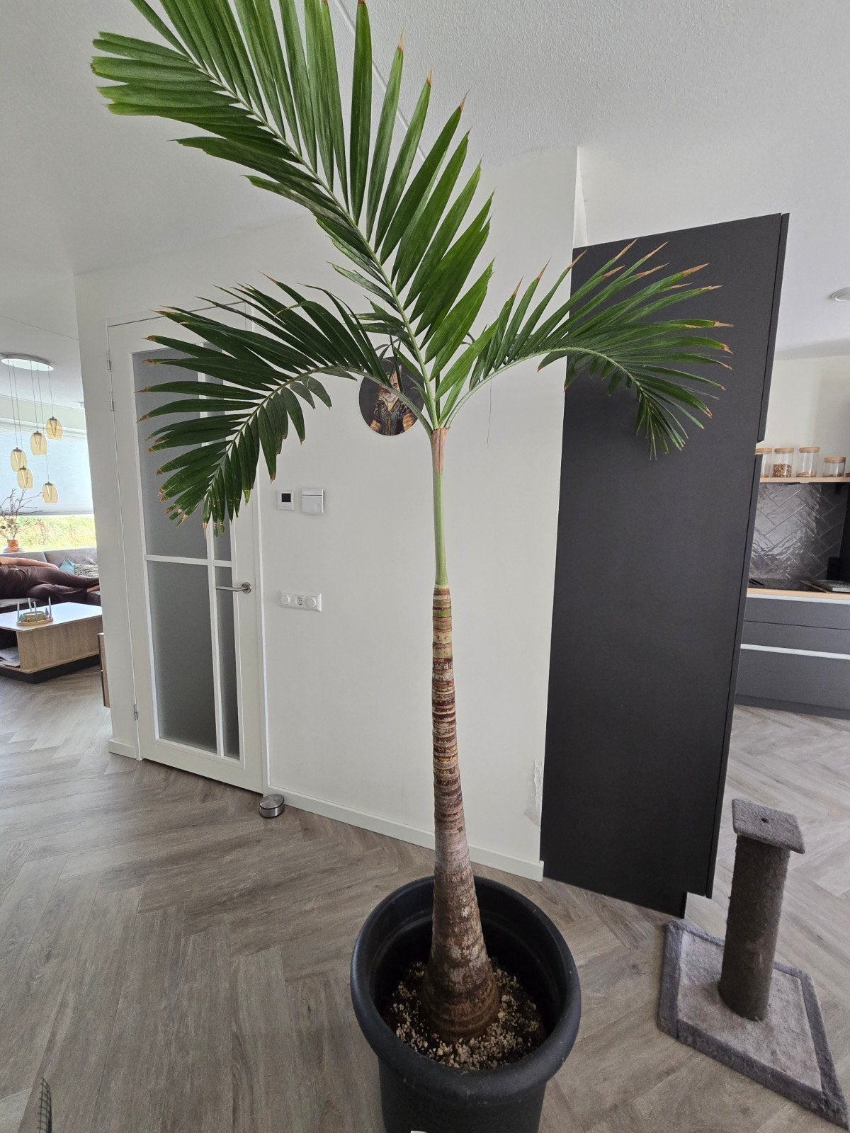 Prachtige palm (Veitchia merrillii), Ophalen, In pot, Halfschaduw, 200 cm of meer