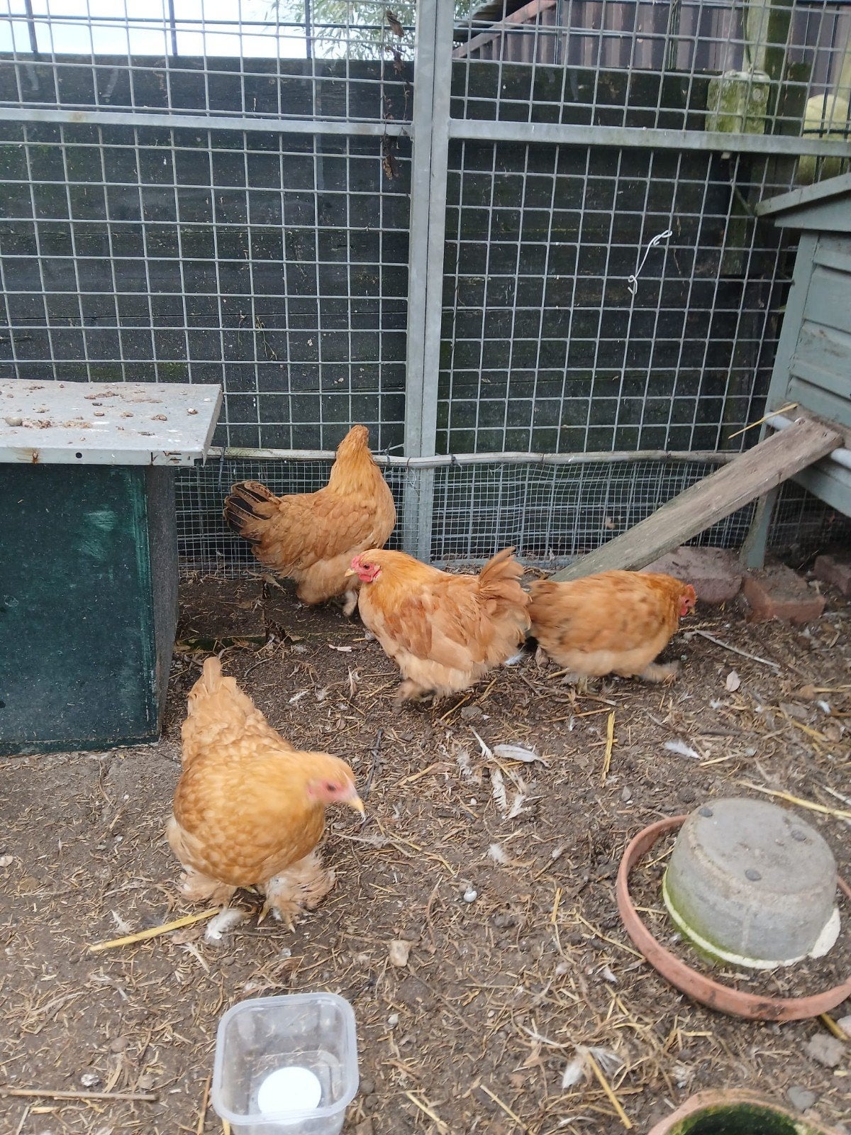 cochin kippen, Dieren en Toebehoren, Meerdere dieren, Kip