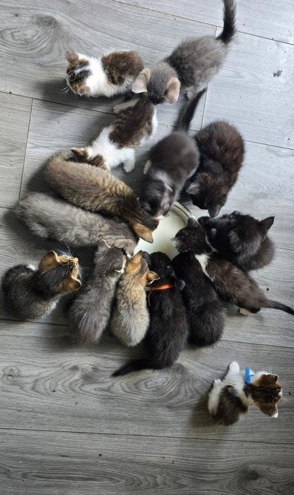 Britse korthaar x Noorse Boskat kittens, Meerdere dieren