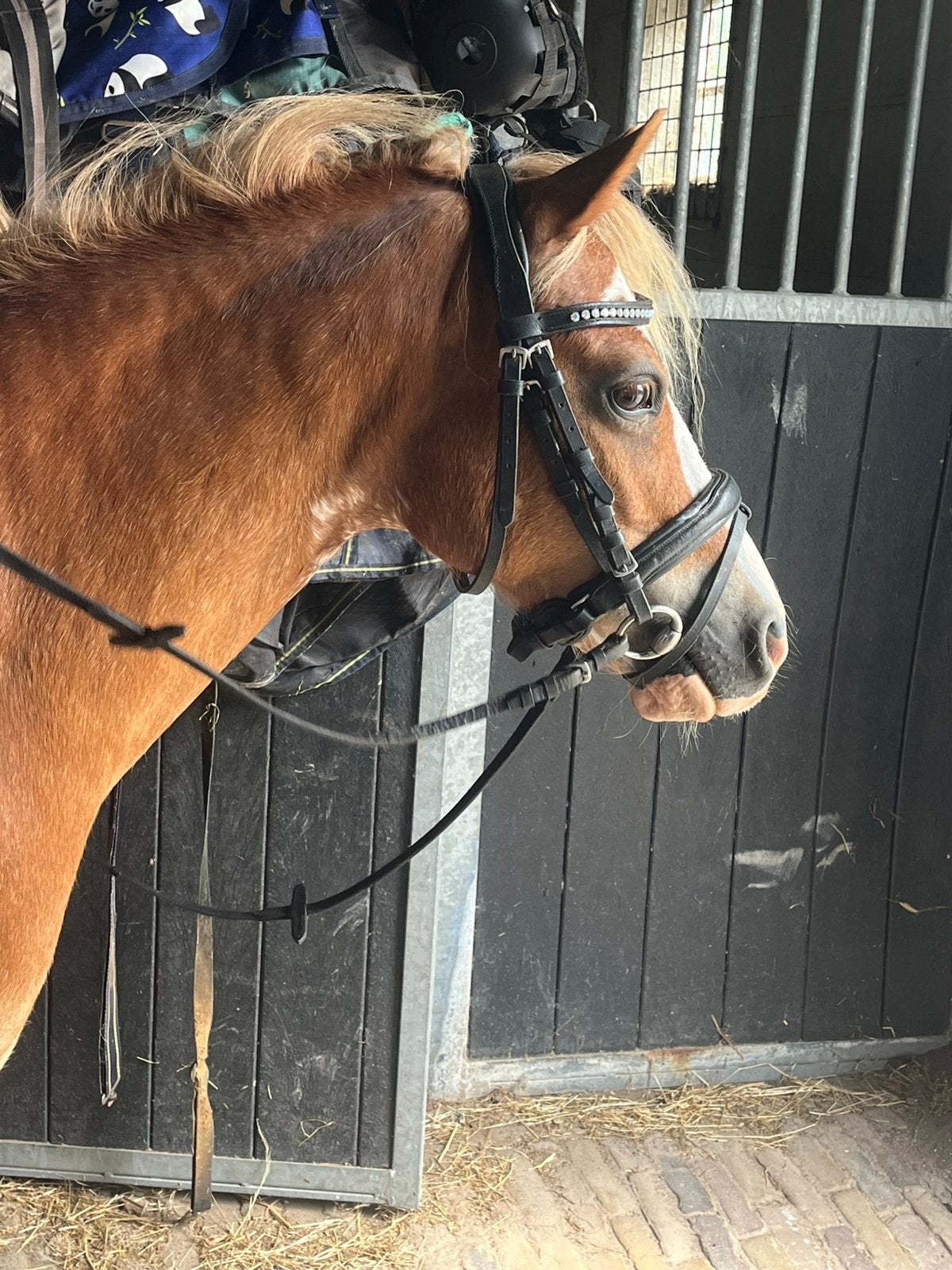 Leuke allround pony van 1.15, Dieren en Toebehoren, Pony's, Ruin, L, A pony (tot 1.17m), Gechipt