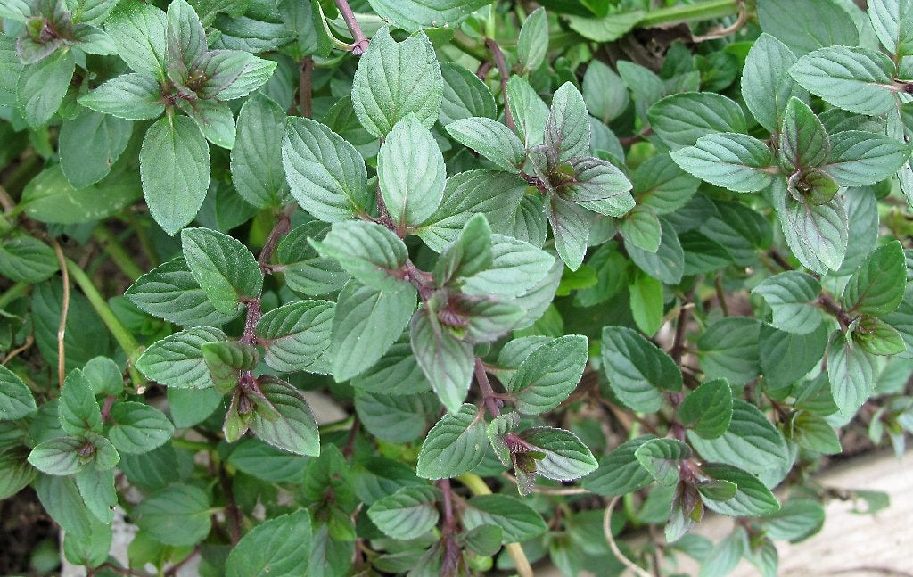 Mentha piperita – Pepermunt, Bio, Tuin en Terras, Planten | Tuinplanten, Ophalen, Volle zon, Vaste plant, Kruiden