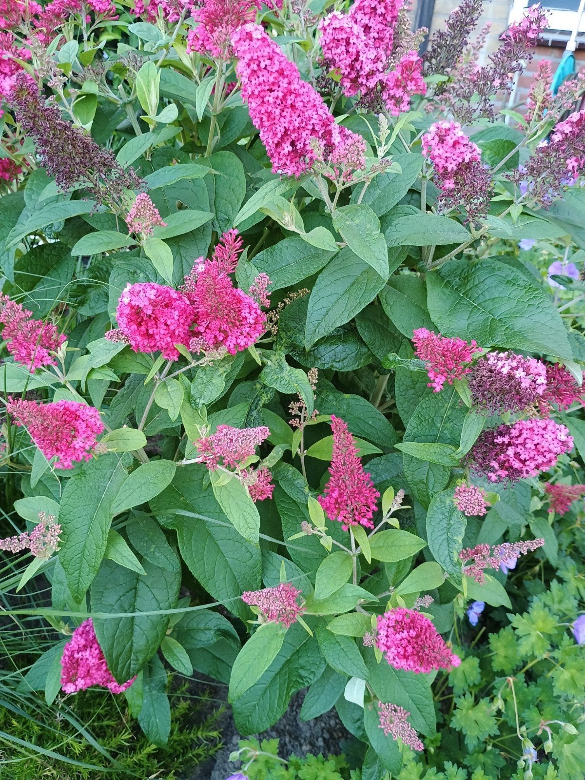 Pinky Winky Vlinderstruik - Buddleja davidii 'Pink Delight', Volle zon, Vaste plant, Zomer, Ophalen