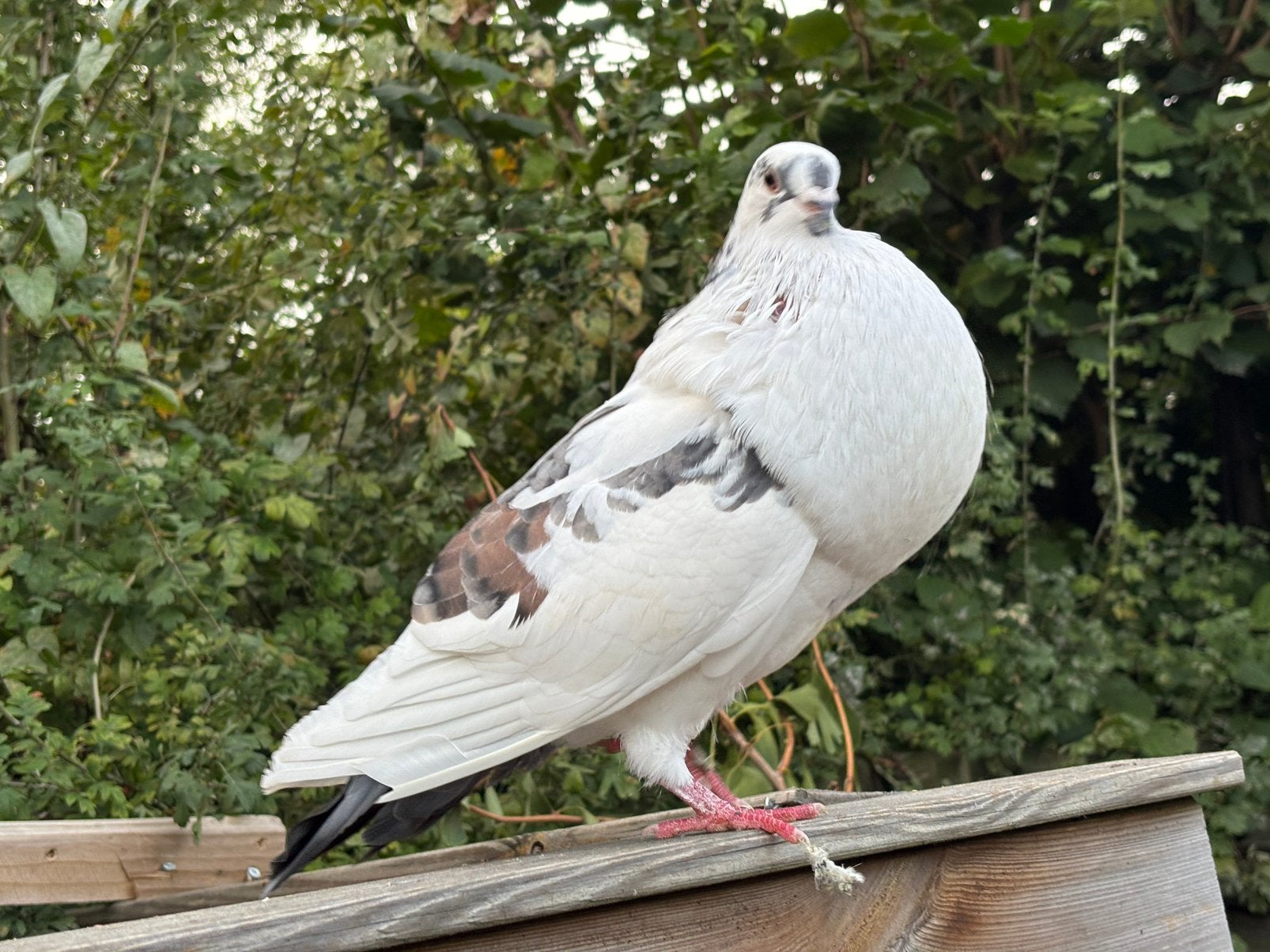 Bastaard kropper duivin nog geen jaar oud, Dieren en Toebehoren, Vrouwelijk, Kropper