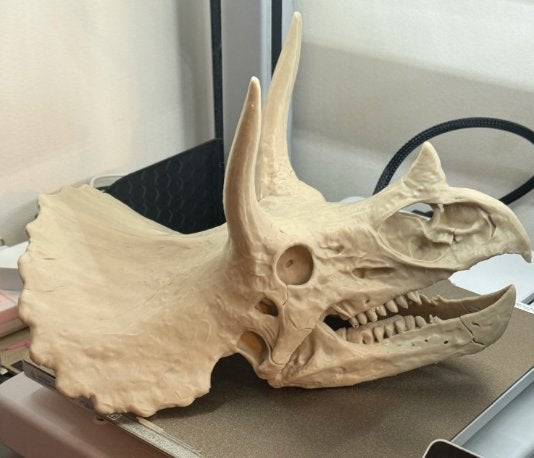 Triceratops schedel replica, Verzamelen, Ophalen of Verzenden, Nieuw, Dier
