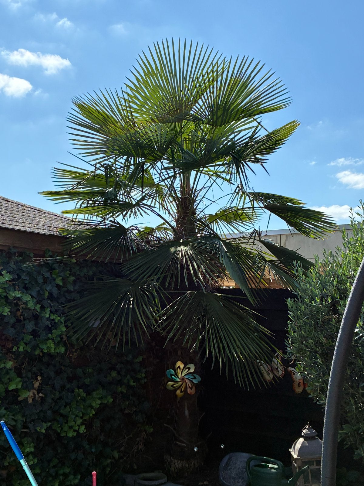 2 Grote Trachycarpus Fortunei Palmboom - Winterhard, Overige soorten, Volle zon, Vaste plant, Ophalen of Verzenden