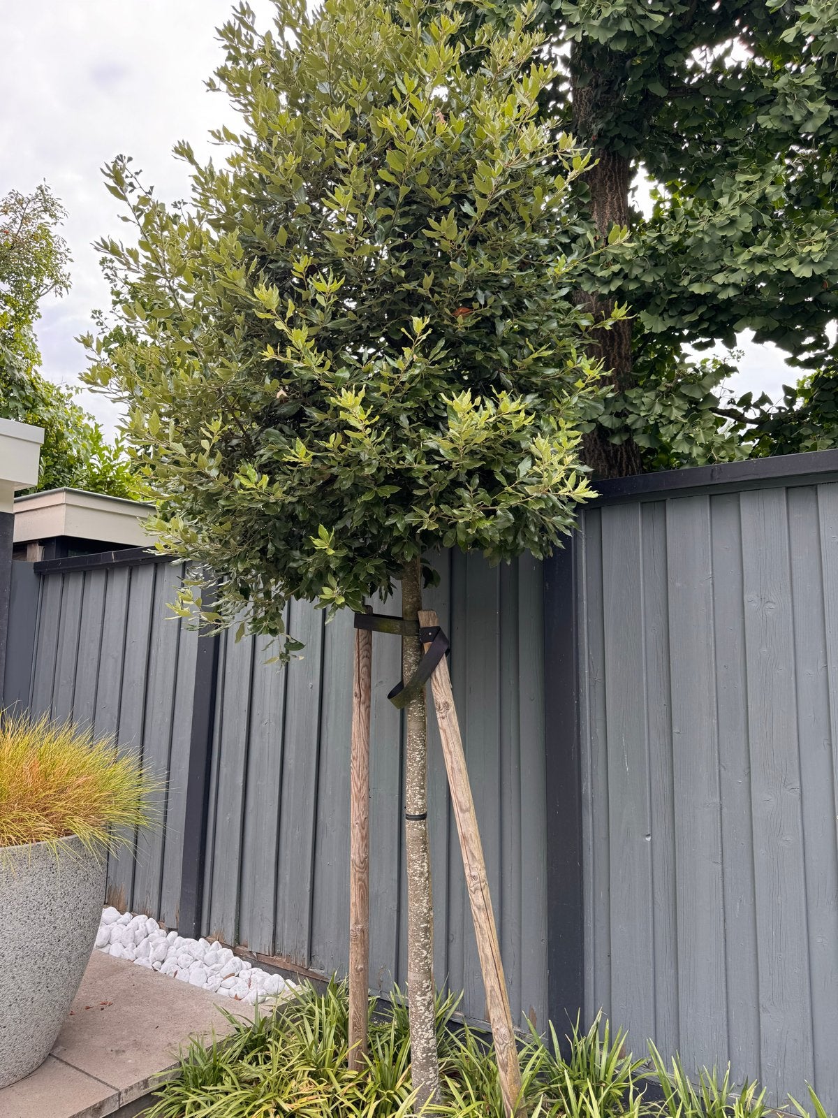 2 Hulst bomen - mooie grote bomen, zelf uithalen!, Ophalen, Bloeit niet, Halfschaduw, Overige soorten