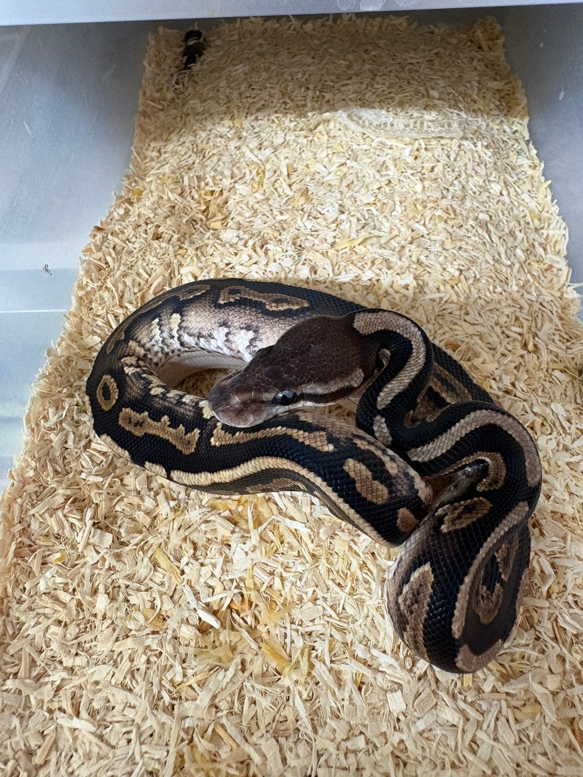 Mannetje Cinnamon poss het dg koningspython ballpython Ball Python - male for sale from willems