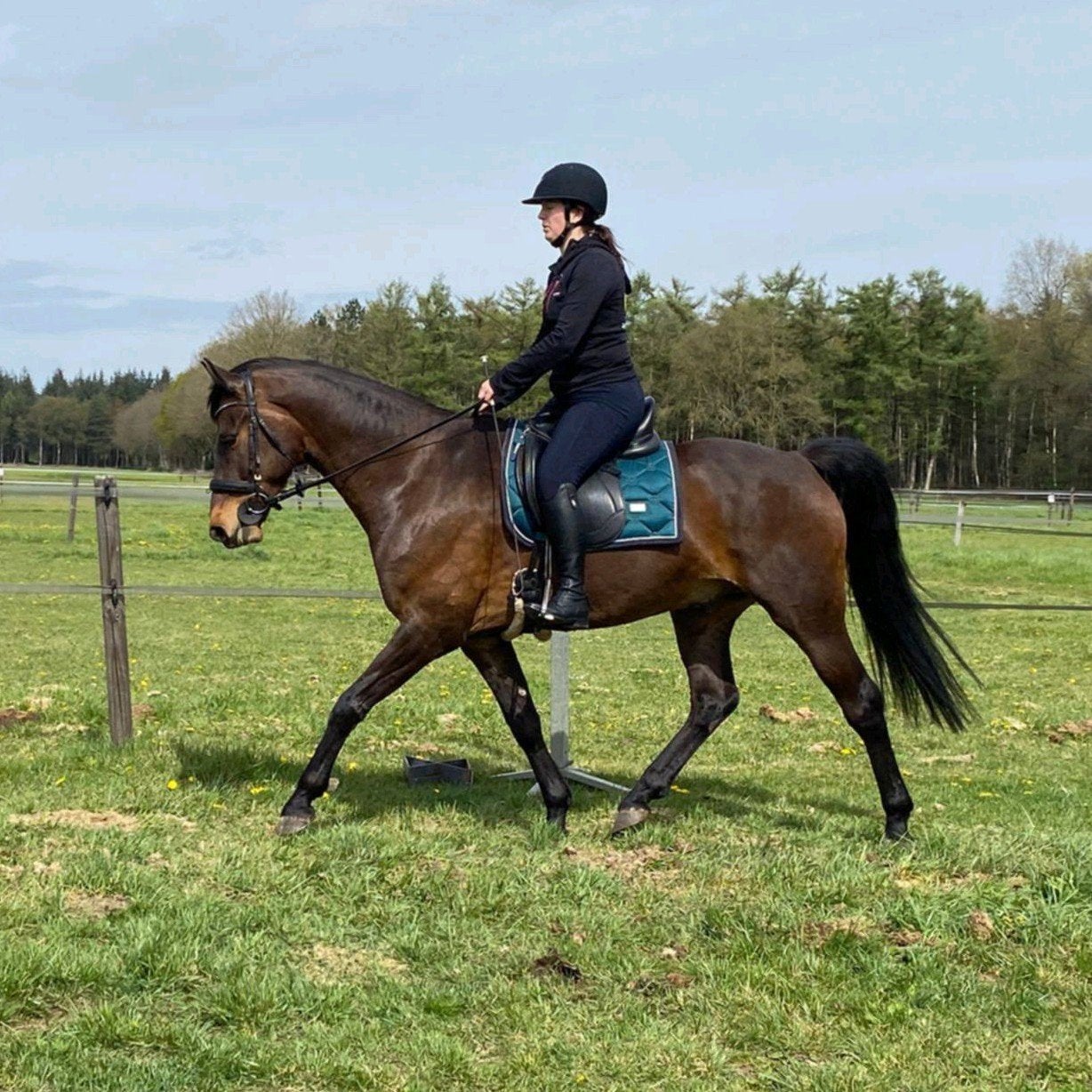 Bijrijder - verzorger gezocht Esbeek voor 7-jarige ruin