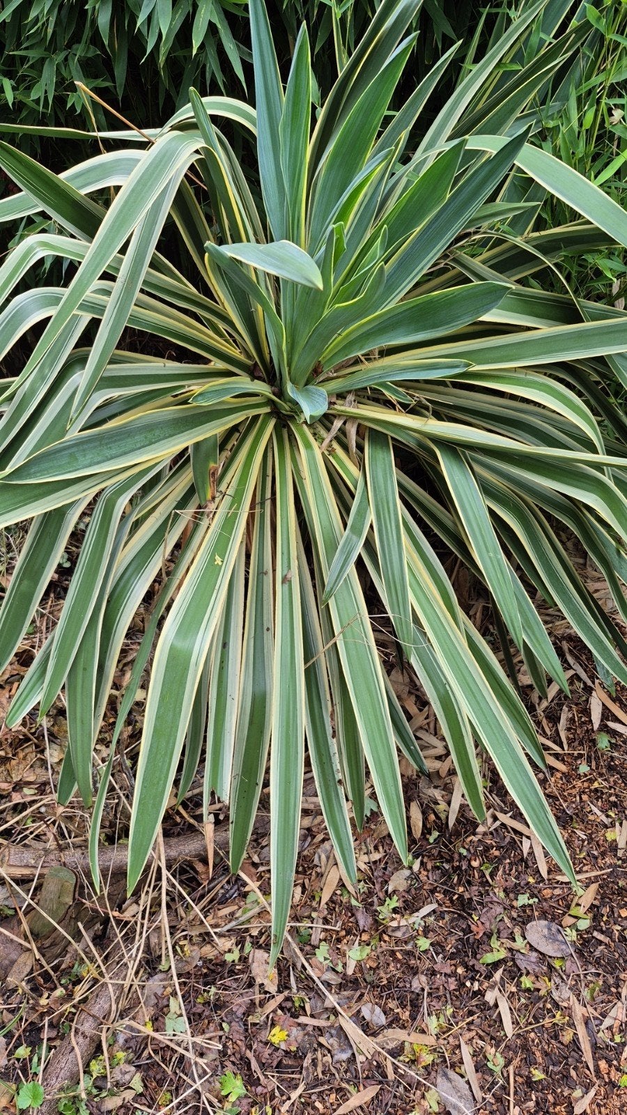 gratis yucca groot, Tuin en Terras, Ophalen, Overige soorten, Volle zon