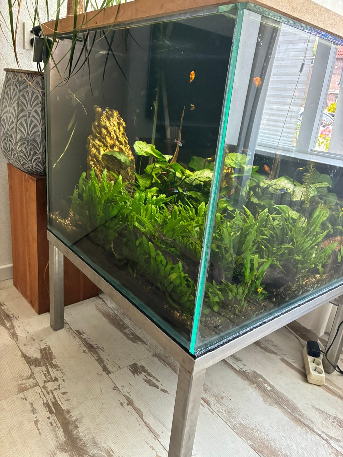 Aquarium 365 liter 70x70 x75 cm RVS frame compleet, Dieren en Toebehoren, Ophalen, Inclusief vissen, Gebruikt, Gevuld zoetwateraquarium