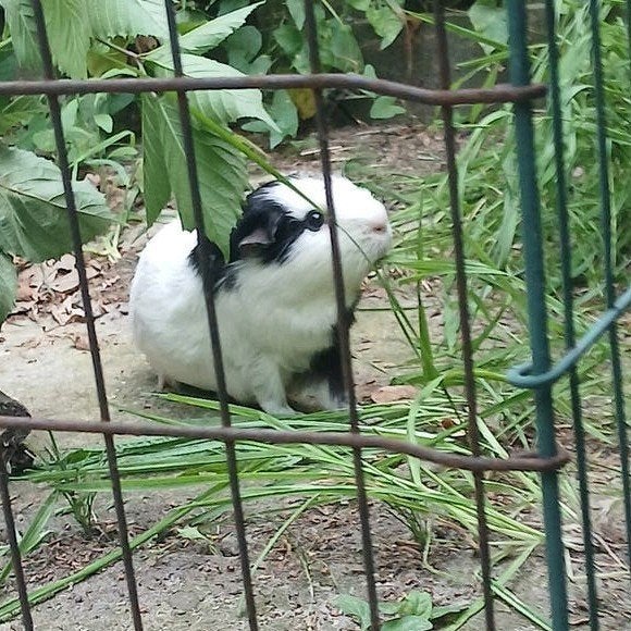 2 cavia beren, Mannelijk, Tam, Maart, Cavia