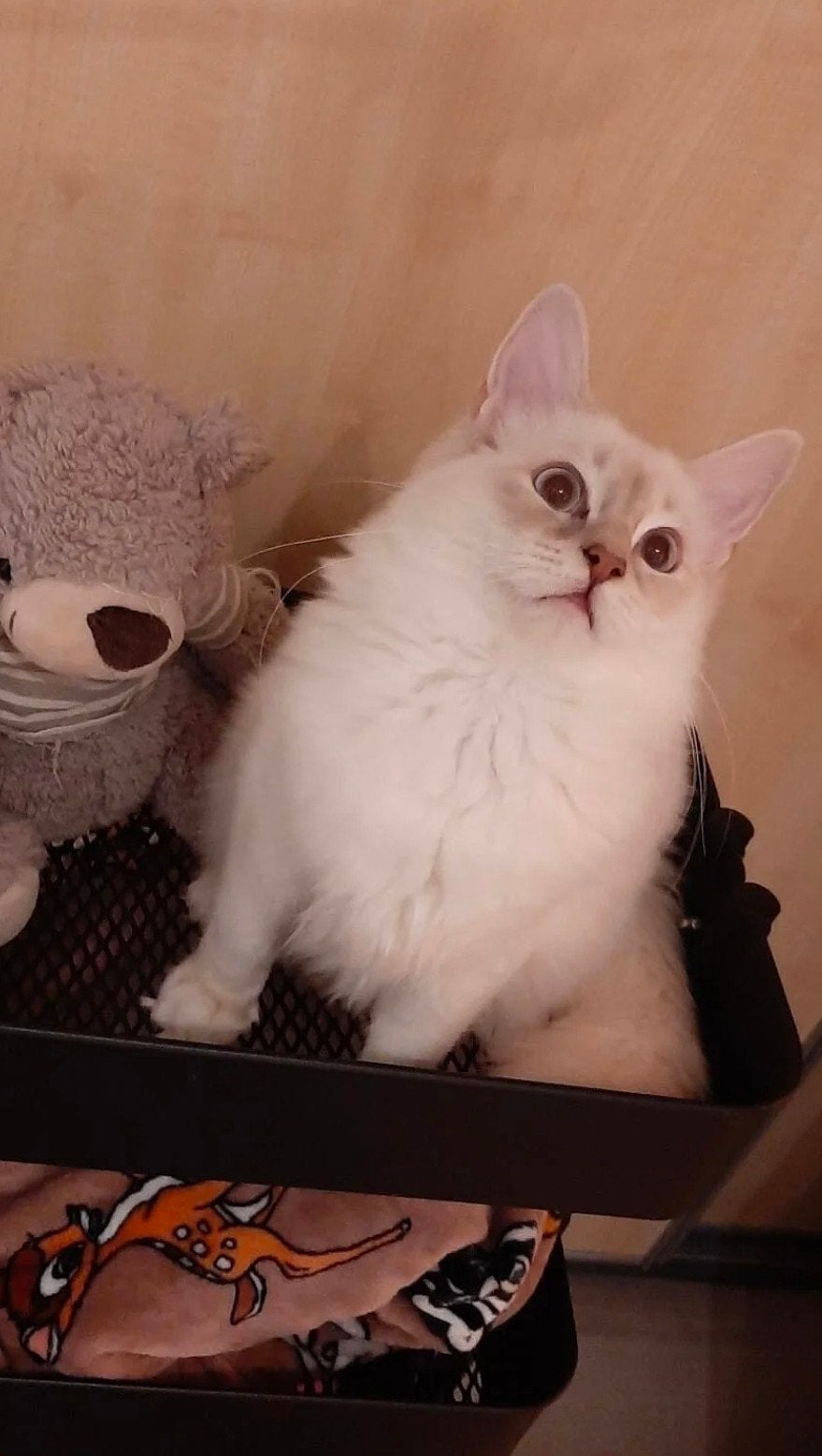 Dekkater lilac lynks mitted ragdoll dekkater (niet te koop!, Kater