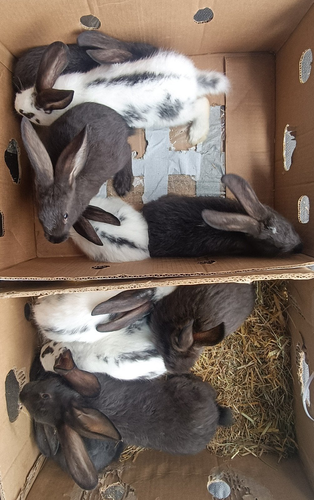 F1 konijnen voor de fok, Dieren en Toebehoren, Meerdere dieren, Groot, 0 tot 2 jaar