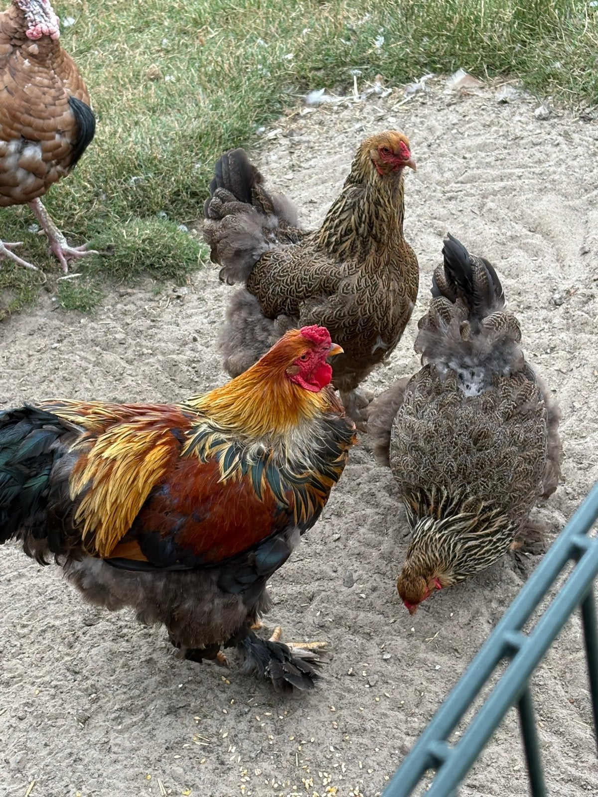 Brama kippen, Geslacht onbekend, Kip