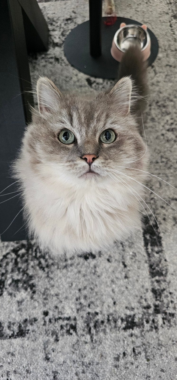 Ragdoll, Dieren en Toebehoren, Katten en Kittens | Raskatten | Langhaar, Kater, Ontwormd, 6 jaar of ouder