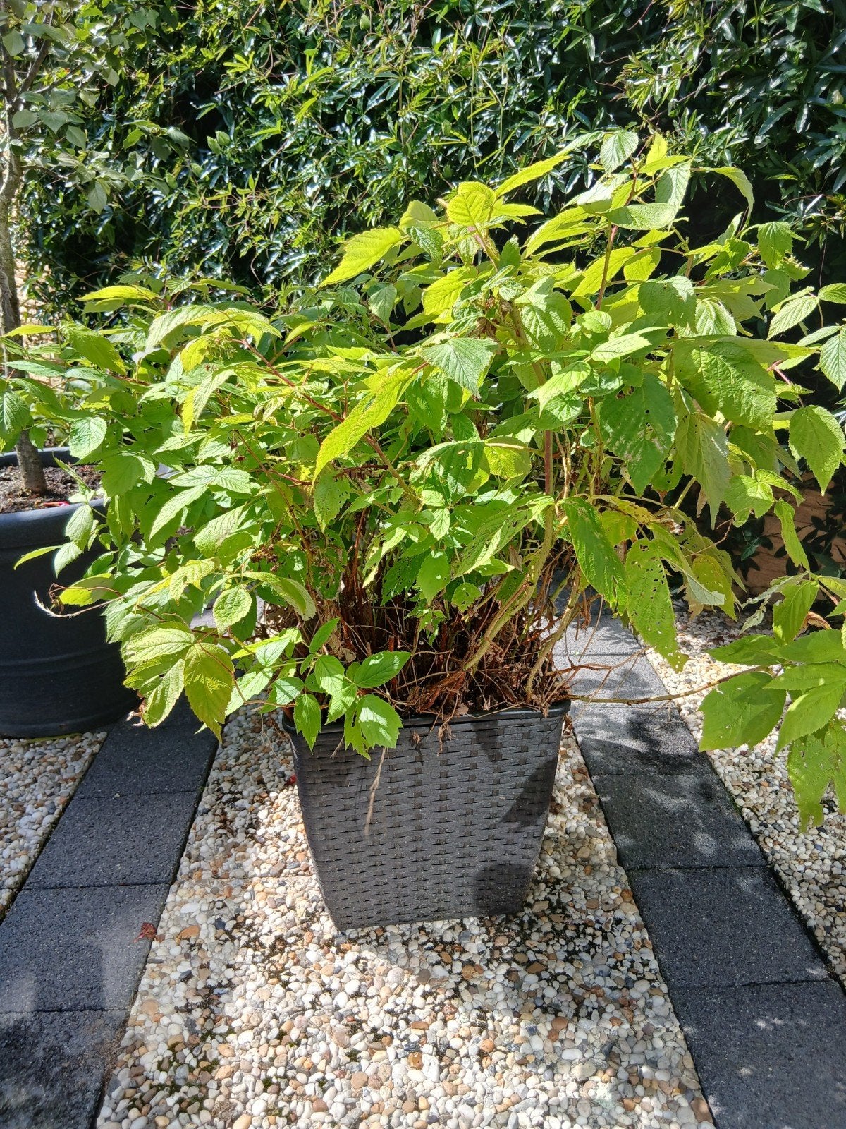 Te koop, framboos in pot., Tuin en Terras, Ophalen, Overige soorten, Minder dan 100 cm