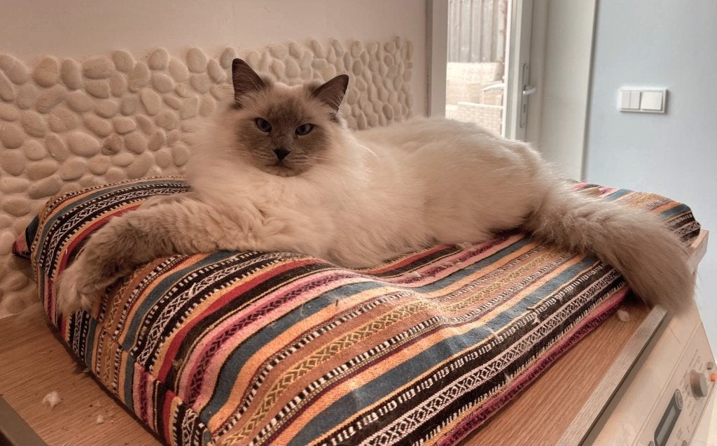 Ragdoll kater Blue Point, Kater, Met stamboom, 3 tot 5 jaar