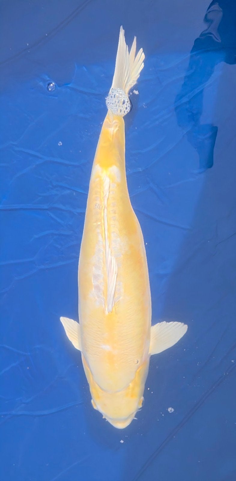 Doitsu Hariwake 60+ cm, Dieren en Toebehoren, Karper of Koi