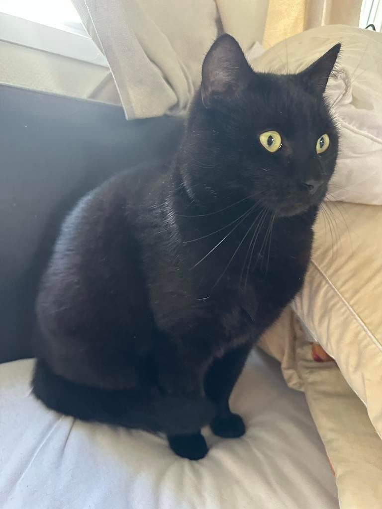 Valentin 3 zoon & shadow  5 moeder  zoekem een leuk huis, Kater