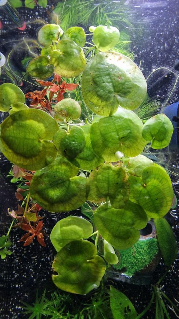 Amazon kikkerbeet (Limnobium laevigatum) — drijfplant, Ophalen, Nieuw, Plant(en), Steen of Hout