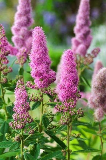 28 Spirea billardii struiken – ideaal voor haagvorming, Ophalen, Overige soorten, Struik, 100 tot 250 cm
