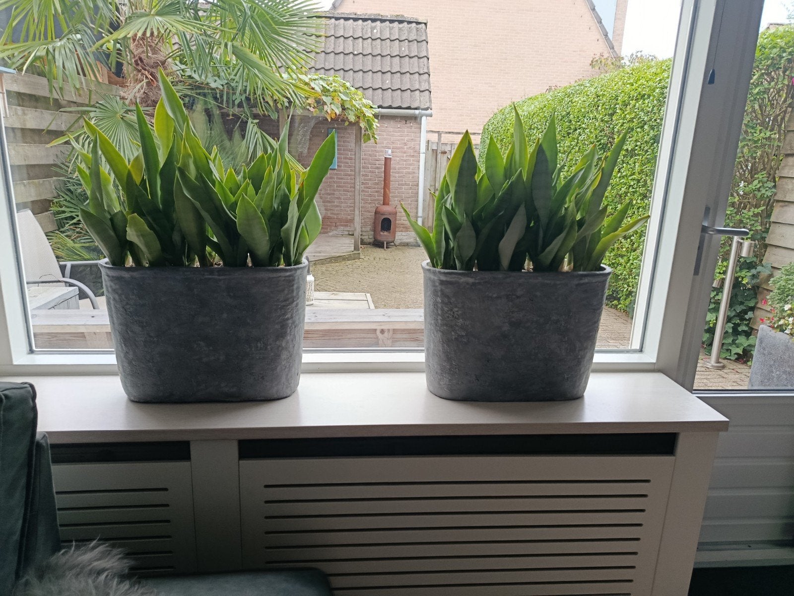 2 Robuuste Bloempotten met Sanseveria Moonshine, Tuin en Terras, Ophalen, Overige materialen, Gebruikt, Minder dan 60 cm