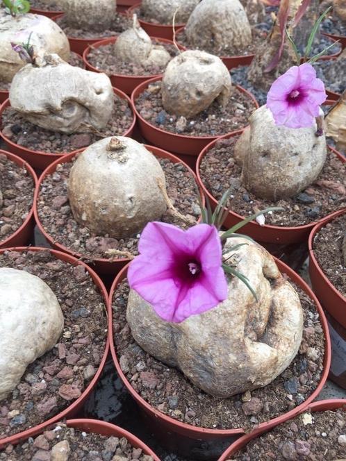 Caudex plant Pterodiscus speciosus uit Zuid Afrika.12cm pot., Huis en Inrichting, Kamerplanten, Overige soorten, Minder dan 100 cm
