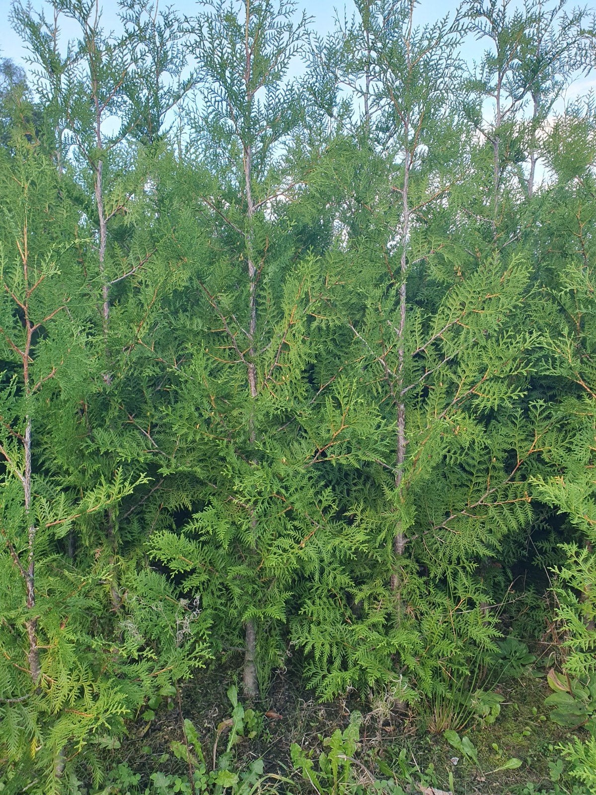 Thuja Brabant haagplanten 1.40-1.60m - 5 stuks per 2m, Ophalen of Verzenden, Bloeit niet, Overige soorten, Volle zon