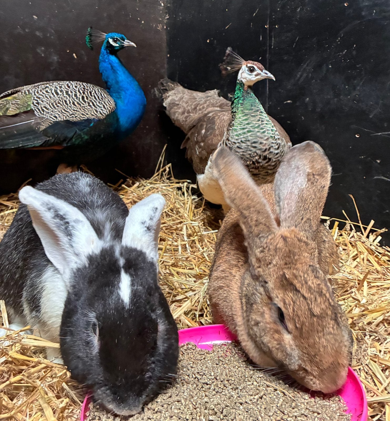 Koppel pauwen, Dieren en Toebehoren, Meerdere dieren, Overige soorten