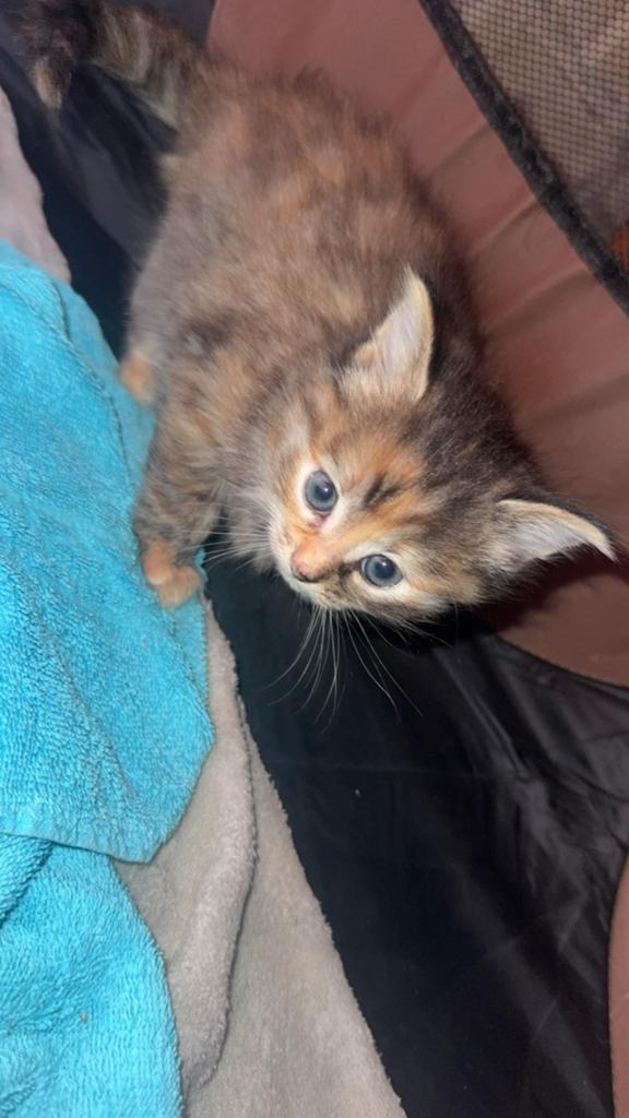 Kittens