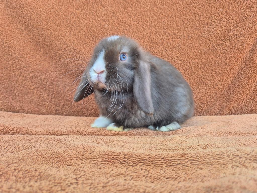 Lief gecastreerd satijn NHD choco bont blauwe ogen bruin tam, Mannelijk, Dwerg, Hangoor, 0 tot 2 jaar