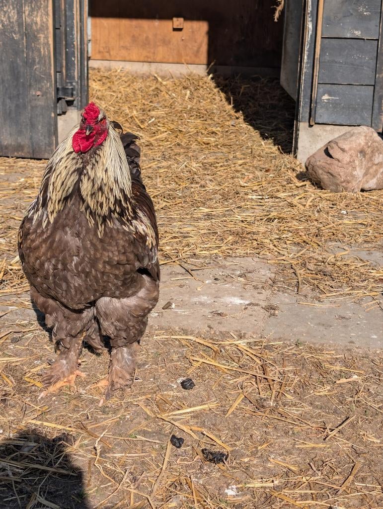 Prachtige Brahma haan, Dieren en Toebehoren, Pluimvee, Mannelijk, Kip