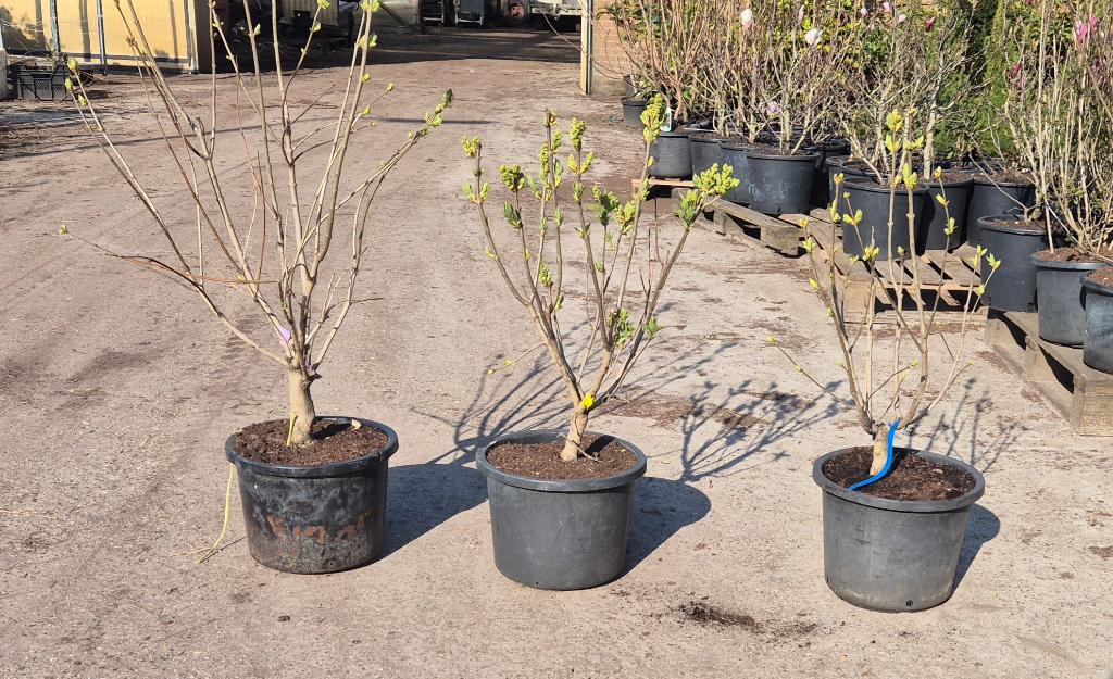 syringa in soorten, Tuin en Terras, Planten | Struiken en Hagen, Struik, Overige soorten, Minder dan 100 cm, Ophalen