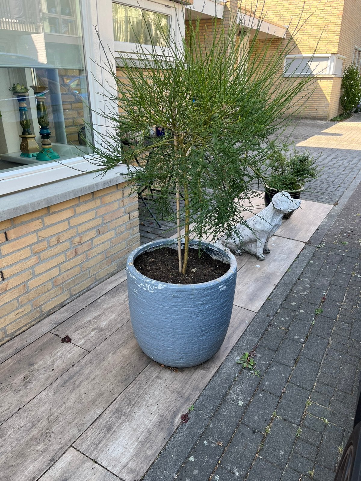 2 bloembakken inclusief planten, Steen, Gebruikt, Rond, Ophalen of Verzenden