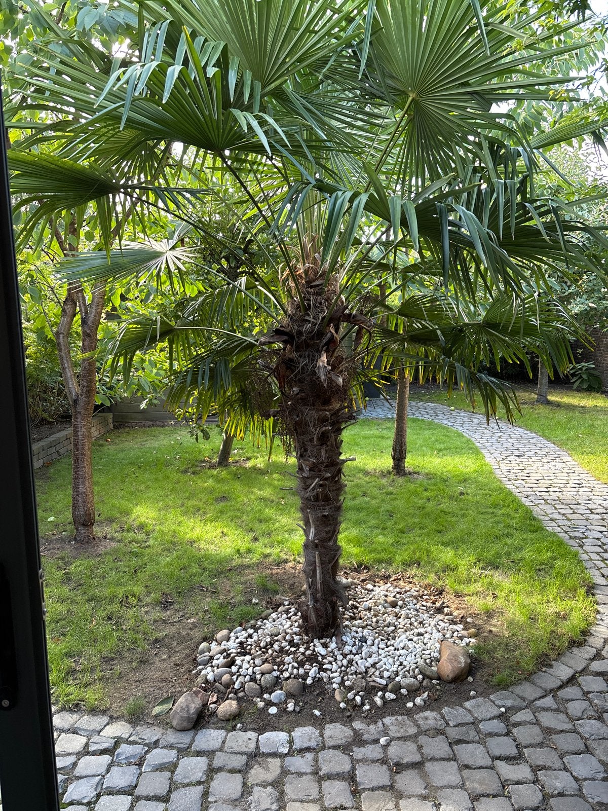 Palmboom met stamhoogte van circa 180 cm, Bloeit niet, 100 tot 250 cm, Palmboom, Ophalen