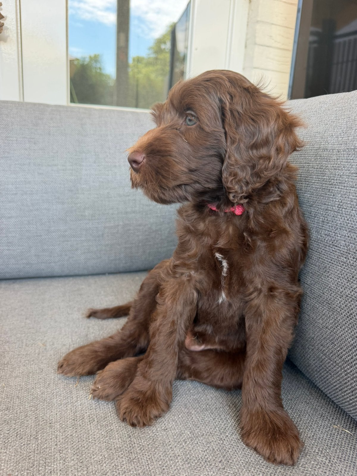Medium Australian Labradoodle Pups - Chocoladebruin - Reu, Parvo, Reu, 8 tot 15 weken, Meerdere