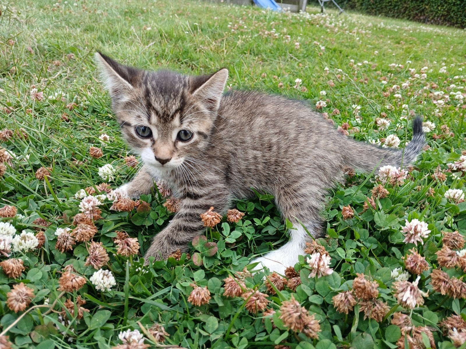 Kitten (Witvoet) mannetje, Kater