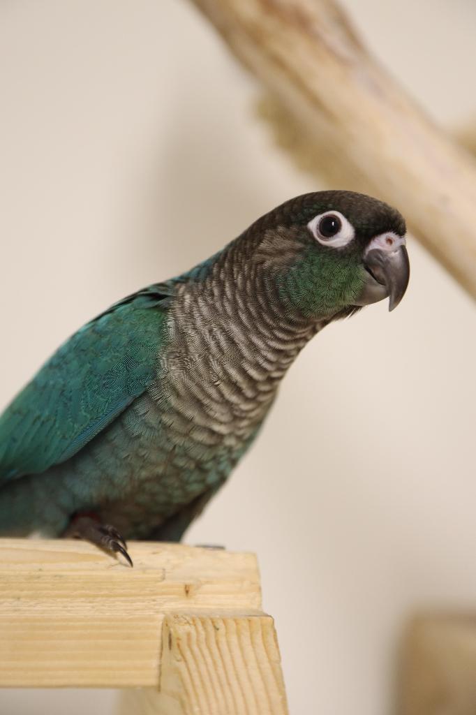 Jonge Baby Pyrrhura´s | Handtam | Nieuwsgierig | Div. Kleure, Dieren en Toebehoren, Meerdere dieren, Papegaai, Pratend