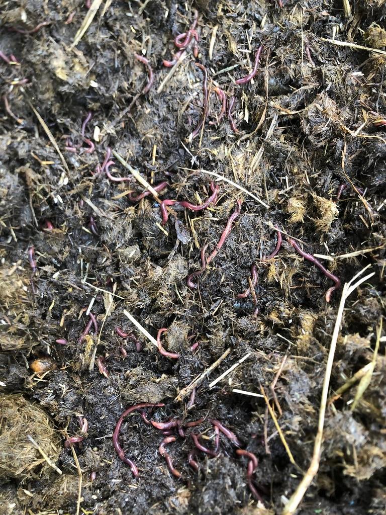 GRATIS Wormkuur- en medicatie-vrije mest beschikbaar!, Tuin en Terras, Aarde en Mest, Mest, Ophalen