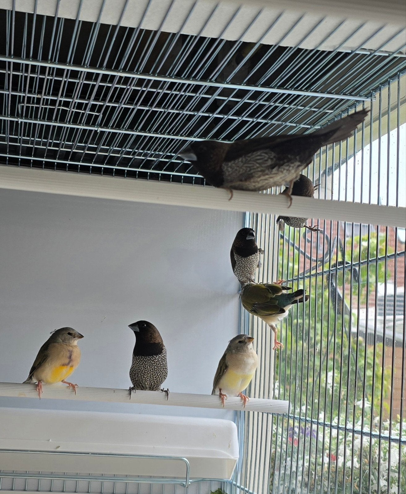 Japanse meeuwtjes, Dieren en Toebehoren, Vogels | Overige Vogels, Meerdere dieren