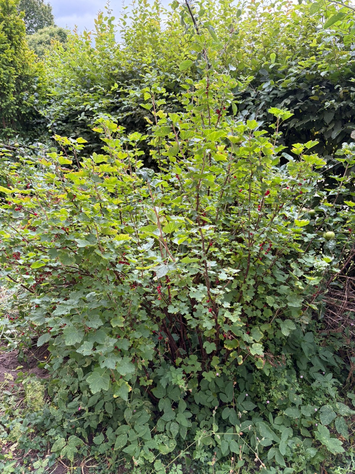 Rode bessenstruik, Ophalen, Overige soorten, Struik, 100 tot 250 cm
