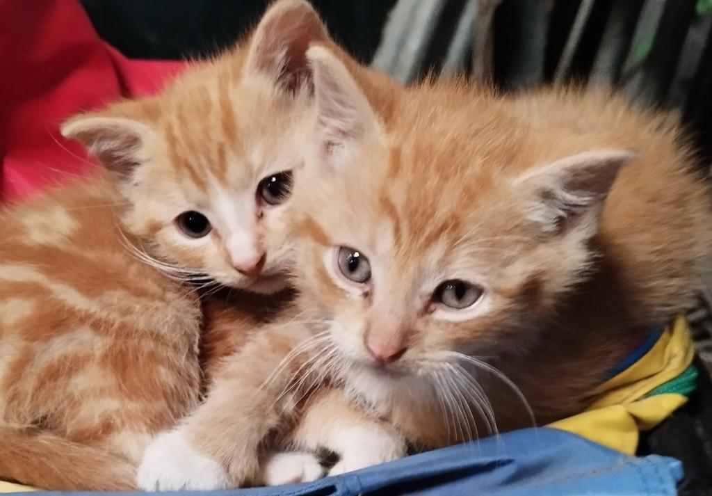 boerderij kitten, Dieren en Toebehoren, Poes, Kortharig, 0 tot 2 jaar